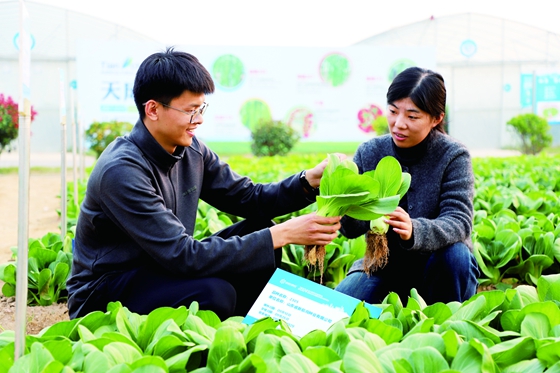 開在田埂上的種業博覽會 6000多個新品現場競展